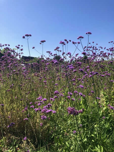 Chitts Hill Allotment & Garden Society